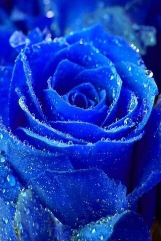 गोंडस निळा गुलाब