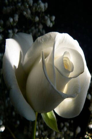 Whispers of the White R..