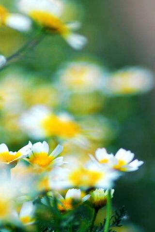 Blooming Beauty: A Flor..