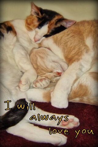 Purrfect Love: Feline Affection
