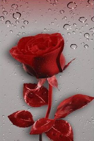 Phoneky Gothic Blue Rose Hd خلفيات
