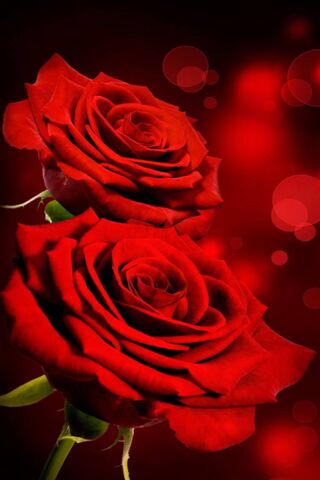 Passion in Bloom: The Allure of Red Roses 🌹