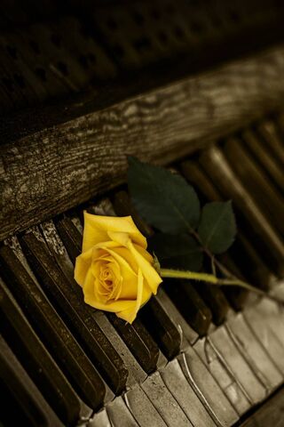 Piano and Rose