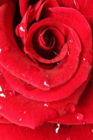 The Timeless Beauty of the Red Rose 🌹