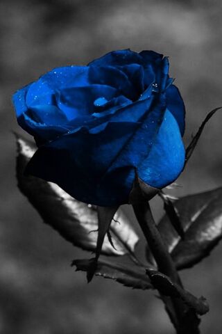Blue Rose Wallpaper - Download to your mobile from PHONEKY