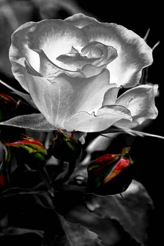 Elegance in Bloom: The ..
