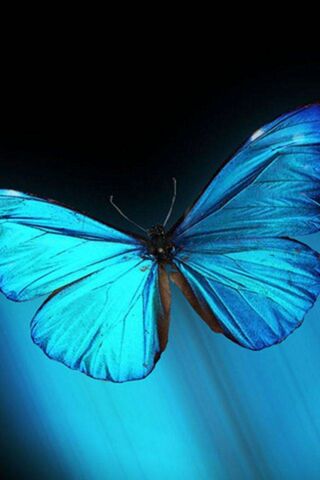 Wings of Transformation..