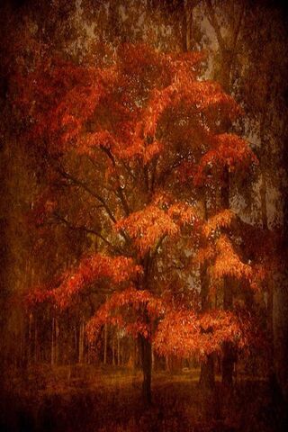 Whispers of Autumn: A Forest in Transition 🍂🌳