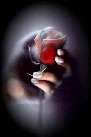 The Enigmatic Rose 🌹