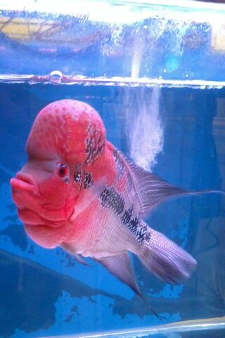 Pink and black flowerhorn fish Flowerhorn cichlid Fish Pink rosé fish  animals pet computer Wallpaper png  PNGWing