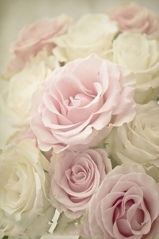 Soft Pink Roses