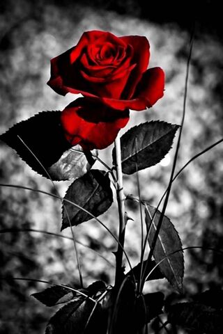 Bông hồng đỏ