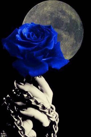 Phoneky Cute Blue Rose Hd خلفيات