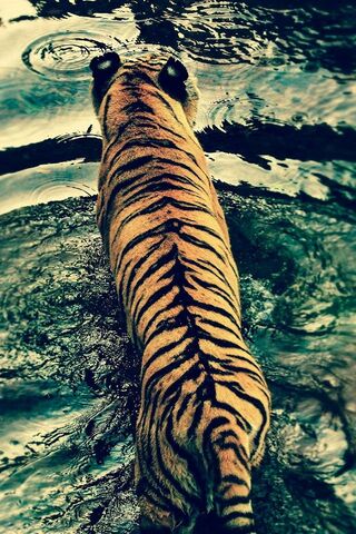Tiger Crossing River