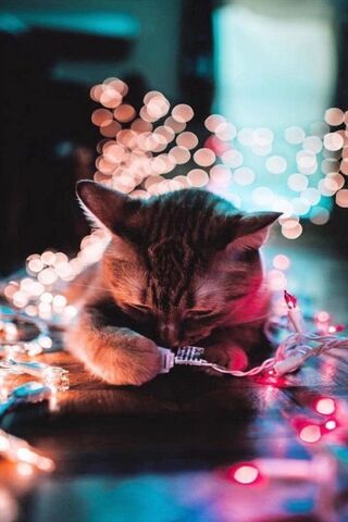 Whiskers and Twinkles: ..