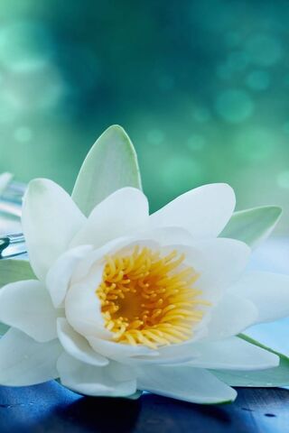 Serenity in Bloom: The White Lotus