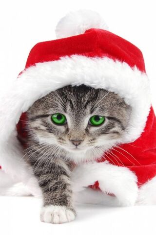 Рождественская кошка