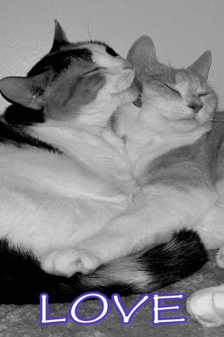 Purrfect Affection: A Feline Bond