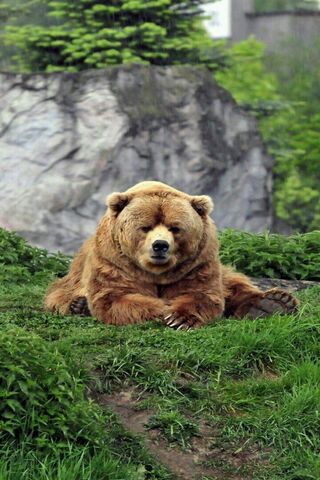 Grumpy Bear: The King o..