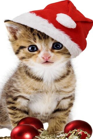 圣诞节猫