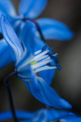 Whispers of the Blueflower 🌼✨