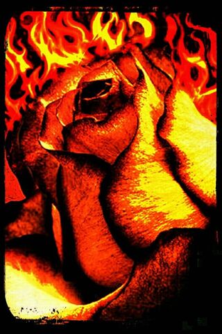 Brennende Rose