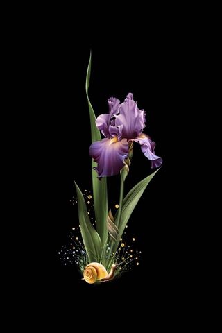 Beautiful Iris