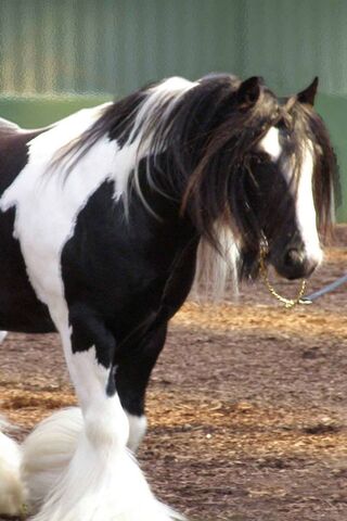 Majestic Equine Grace 🐎✨