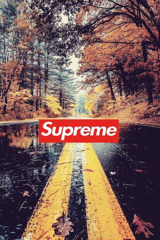 Supreme Bear Wallpaper - Download to your mobile from PHONEKY
