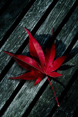 Czerwony liść