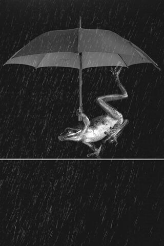 Forecasting the Future: The Weatherman's Insight 🌦️