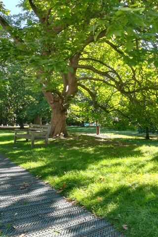 Whispers of the Green Canopy 🌳✨