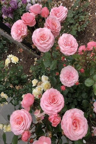 Blushing Blooms: A Gard..