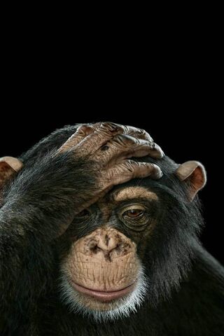 Hình ảnh hình nền con khỉ dễ thương ngộ nghĩnh đẹp nhất