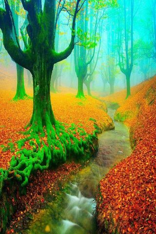 Nebelhafter Herbstwald