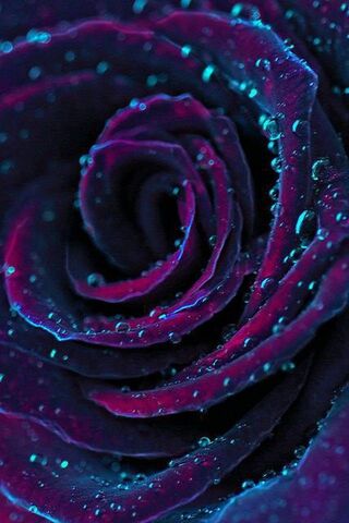 Фіолетовий квітка