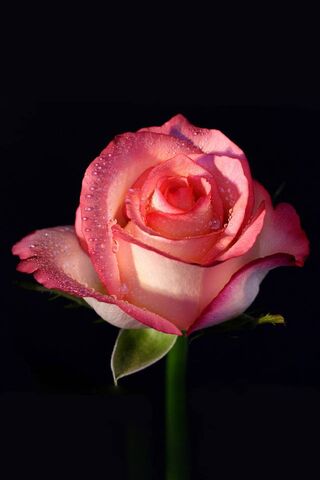 The Enigmatic Rose 🌹