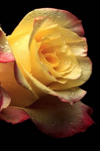 Цветок роза