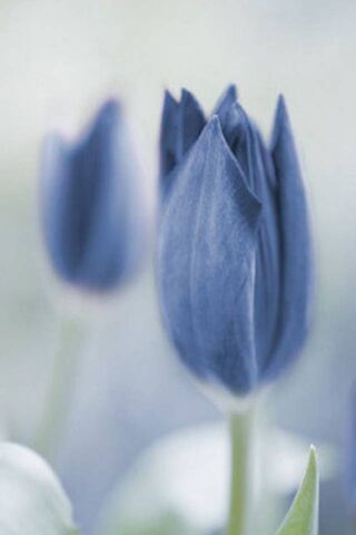 Niebieskie tulipany