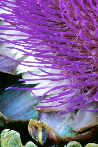 Nice Flower1