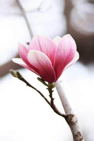 Blossoms of Joy: A Spri..