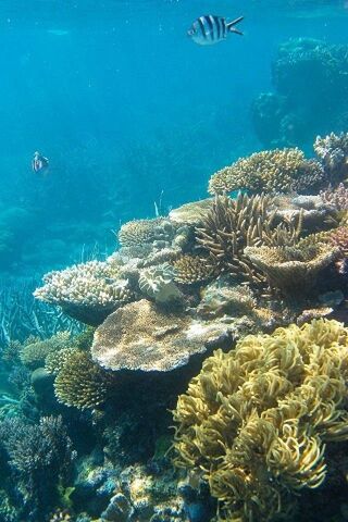 Mysteries of the Deep Blue 🌊🐠