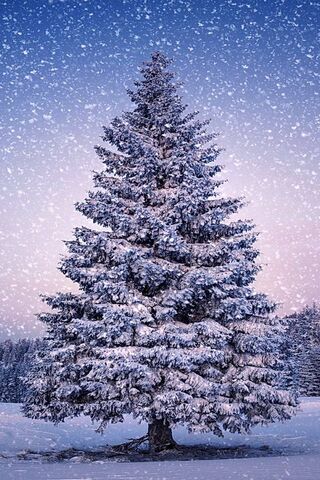 Winter Wonderland: The Snowy Fir-Tree ❄️🌲