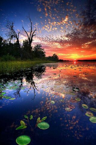Vibrant Wilderness: A Celebration of Color