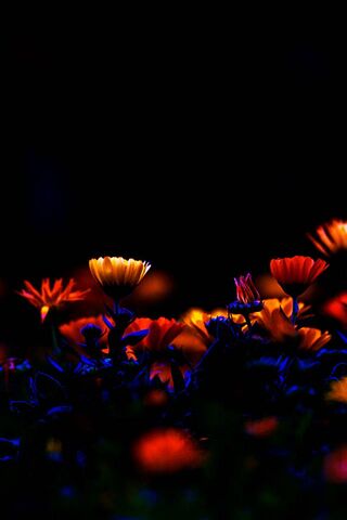 Ночные Цветы Фото