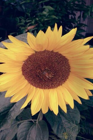 Blooming Beauty: A Celebration of Nature 🌸