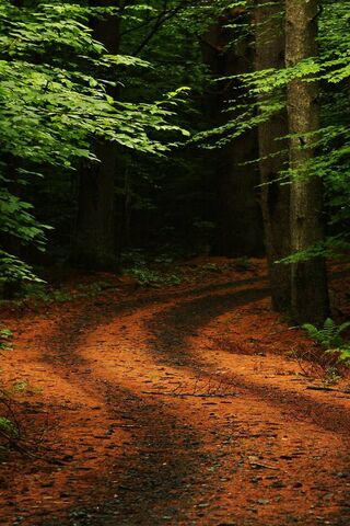 Forest Path Road