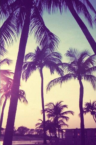 Coucher de soleil palmiers