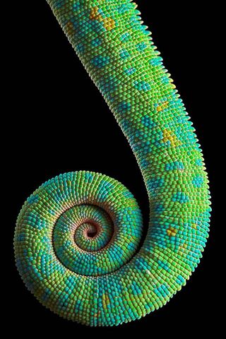 The Colorful Twist of N..