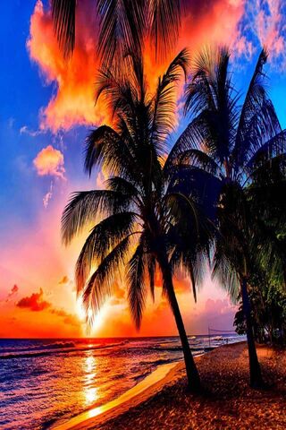 Tropical Sunrise Wallpaper - Download to your mobile from PHONEKY